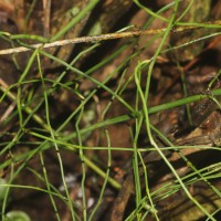 Equisetum ramosissimum  Desf.